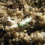Costasiella sp. G